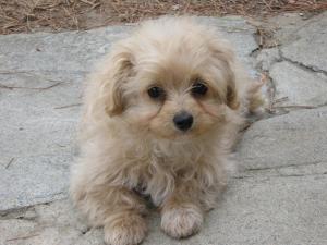 maltipoo