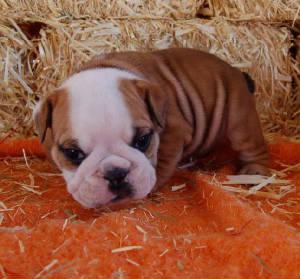 AdorableEnglishBulldogsPuppiesForSale-AKC-H