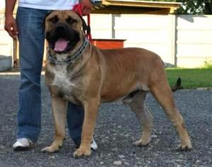 Boerboel