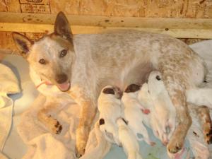 AustralianCattledogpuppiesRedBlueHeeler