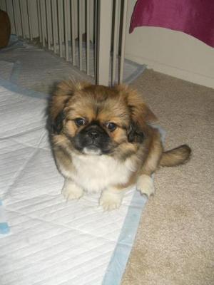 Greatmontholdpekingese