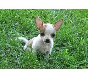 Chihuahuapuppiesforsale