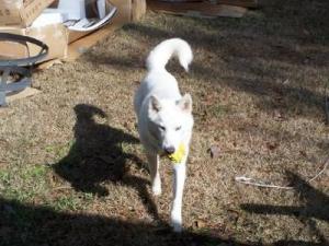 AllWhiteHuskies