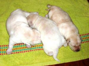 AKCYellowWhitePuppies