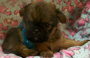 ShiffonsShihtzuBrusselsGriffonMixedBreedPup