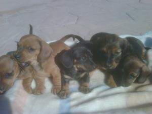 MinitureDachshundPuppies