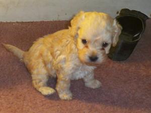 AdorableMaleCockapoocockerspanieltoypoodle