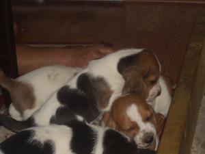 Bassethoundpuppiesforsale