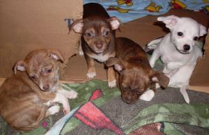 Chihuahuapusforsale