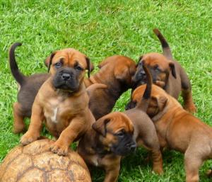 SouthAfricanBoerboelPuppies