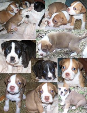 RedNoseGatorPitbullpups