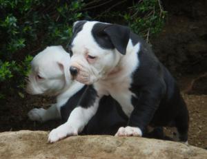 NKCBLUEAmericanBulldogPuppies