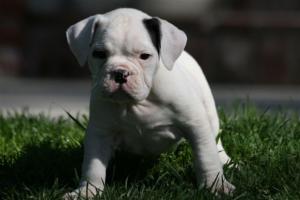 OldeEnglishBulldoggePuppies