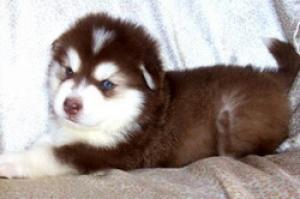 SiberianHuskypuppiesforsale