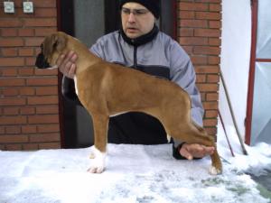 EuropeanBoxerpuppies