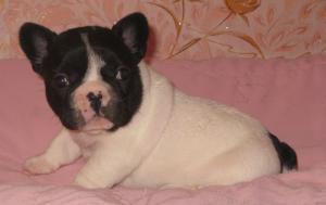 Frenchbulldog