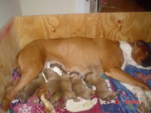 AKCBoxerPupsForSale-