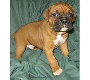 BoxerpuppiesavailableatPoddarkennel