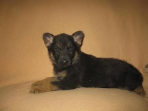 AKCGermanShepherdPuppies