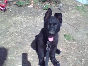 GermanShepherdfemalepuppyakcsolidblacko