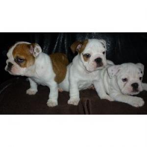 BulldogPuppies-weeksold