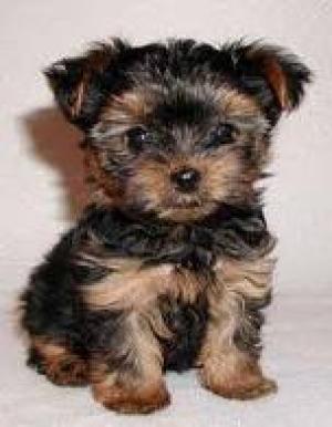 AffectionateTeacupYorkiePuppiesForAdoption