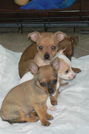 CKCChihuahuapuppies