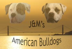 AmericanBulldogPuppiesFremontCA