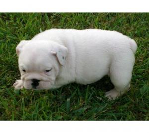 BullDogpuppiesforsale