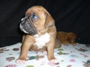 BoxerPuppies-TOOCUTE