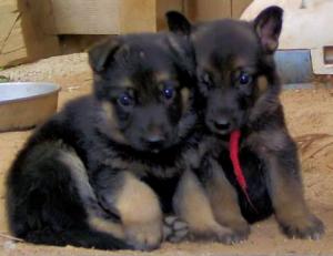 GermanShepardPuppies