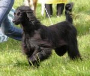 puppiesofrarehoundbreed-Taigan