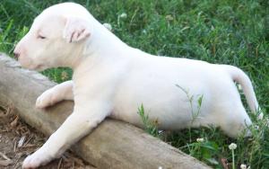 BullTerrierpuppiesavailableatPoddarkennel