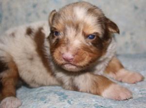 AKCAustralianShepherdPuppies