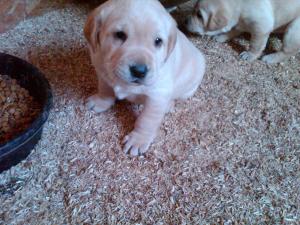 YellowLabPuppies