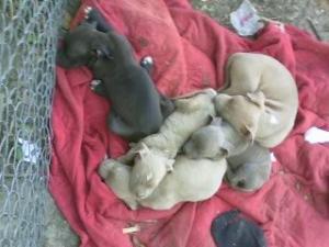 RedBlueNosePitbullPuppies