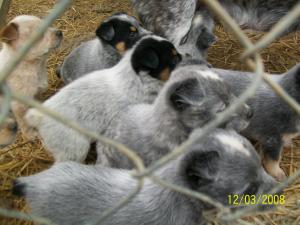 Heelerpuppiesforsale