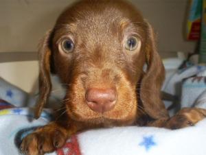 BeautifulChocolateDashshundPuppy