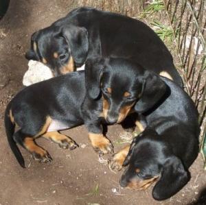 minituredoxieforsale