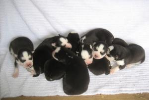 AKCACAChampionbloodlineSiberianHuskyPuppies