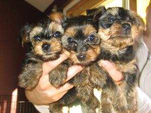 YorkiePuppsForSale