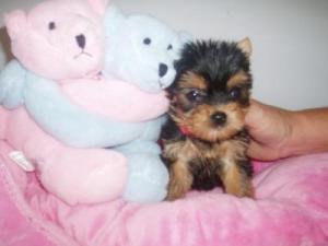 BeautifulTeacupYorkiePuppiesForFreeAdoption