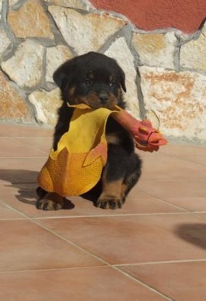 Greg-rottweilerpuppyforSale