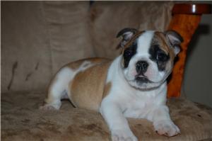 PurebreedenglishbulldogspuppyChampionblood