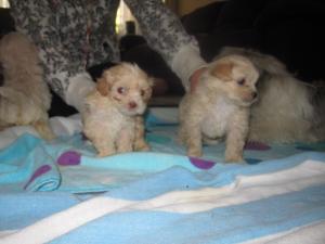 Adorableshihtzumaltesemixpuppies-weeksold