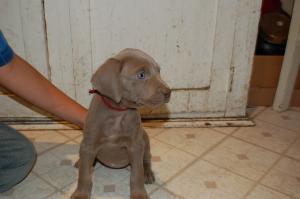 CuteWeimaranerPuppies