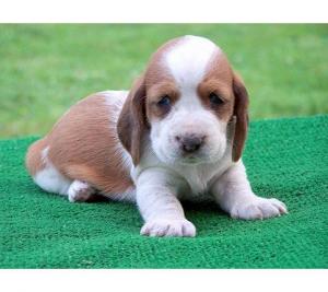 BassetHoundpuppiesavailableatPoddarkennel