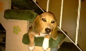 Malebeaglepuppy