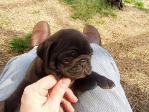 Pug-Female-Black-AKC