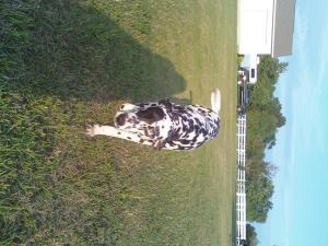 Lacey--Dalmatian